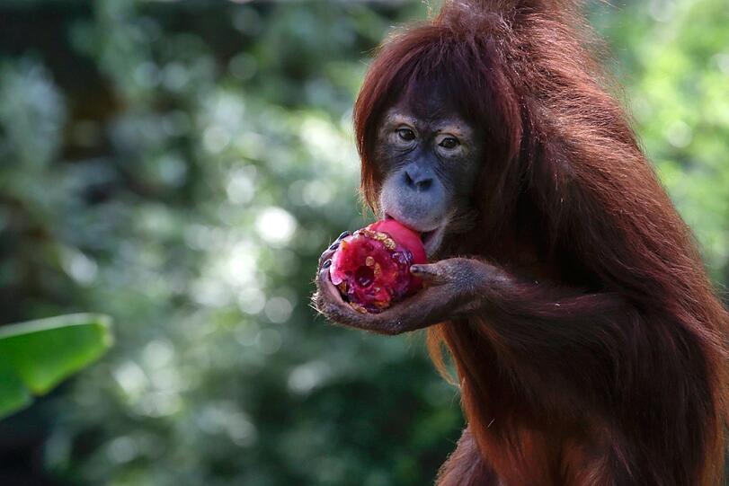 Der Orang-Utan "Tsunami" feiert seinen elften Geburstag im Zoo von Kuala-Lumpur. Der Affe wurde kurz nach dem verheerenden Tsunami von 2004 geboren und gilt in Indonesien als Symbol für Wiederaufbau und die Kraft des Lebens.