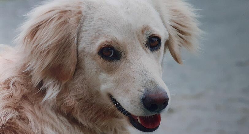 Smilla