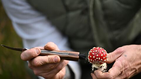 Schmid putzt die Pilze bereits im Wald.