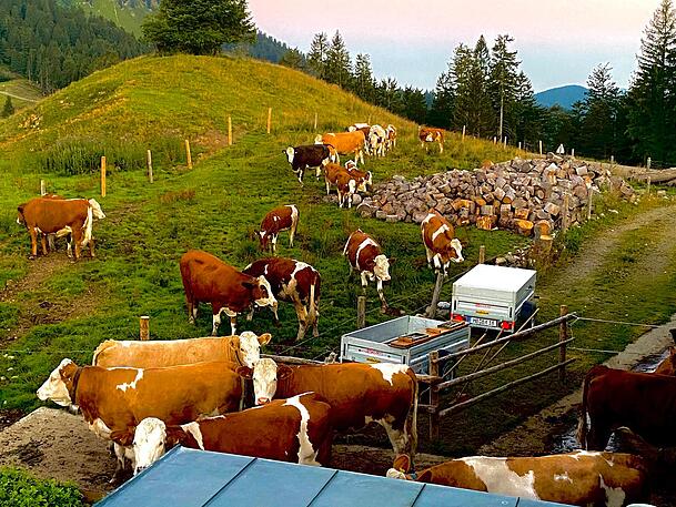 Blick auf die Almwiesen, wo in den Sommermonaten die Kühe grasen. Blick auf die Almwiesen, wo in den Sommermonaten die Kühe grasen.