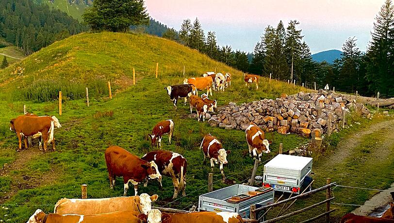 Blick auf die Almwiesen, wo in den Sommermonaten die K&uuml;he grasen.