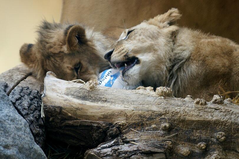 Zwei einjährige Löwenjungs wohnen seit einigen Tagen im Tierpark Hellabrunn. Und der TSV 1860 hat für sie eine Patenschaft übernommen. Klicken Sie durch die besten Aufnahmen von den verspielten Tieren!