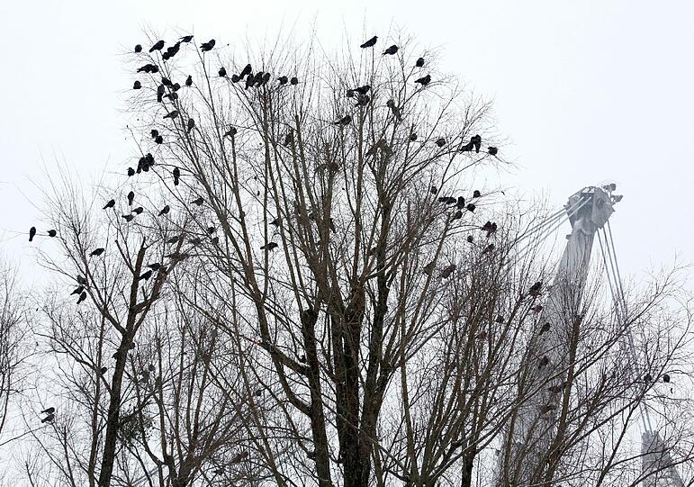Von Pasing bis Feldmoching, im Englischen Garten oder in den Stadtparks: Krähen-Ansturm auf München.
