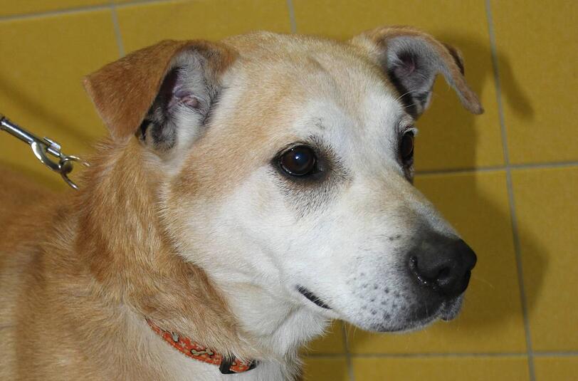 Wer vermisst diesen Hund? Er ist in Italien aufgetaucht und jetzt in Riem im Tierheim.