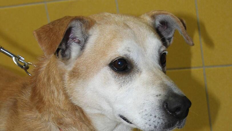 Wer vermisst diesen Hund? Er ist in Italien aufgetaucht und jetzt in Riem im Tierheim. Wer vermisst diesen Hund? Er ist in Italien aufgetaucht und jetzt in Riem im Tierheim.