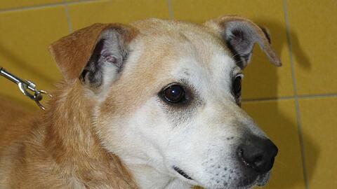 Wer vermisst diesen Hund? Er ist in Italien aufgetaucht und jetzt in Riem im Tierheim.