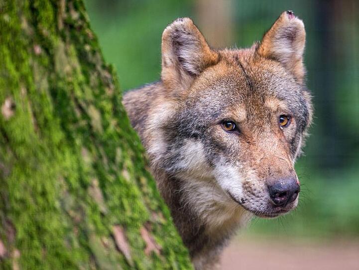 Ein Wolf schaut hinter einem Baum im Wildpark Poing hervor. Foto: Lino Mirgeler/Archivbild
