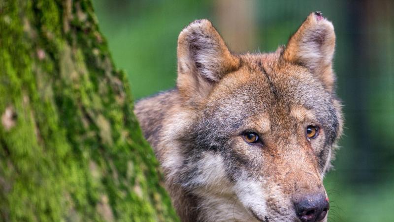 Ein Wolf schaut hinter einem Baum im Wildpark Poing hervor. Foto: Lino Mirgeler/Archivbild Ein Wolf schaut hinter einem Baum im Wildpark Poing hervor. Foto: Lino Mirgeler/Archivbild