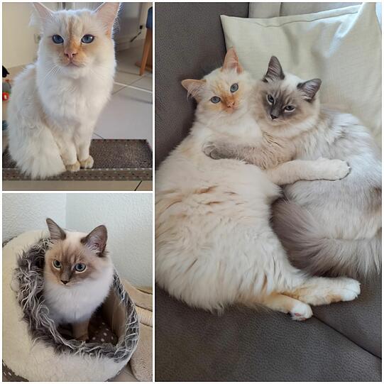 Charlie und Filou