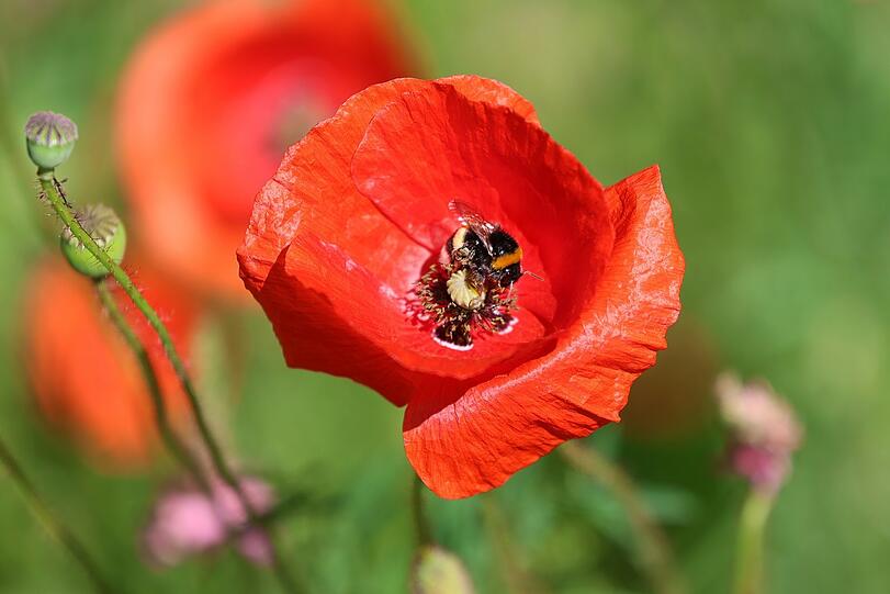 Knatschrot, dieser Klatschmohn in der Haager Straße.