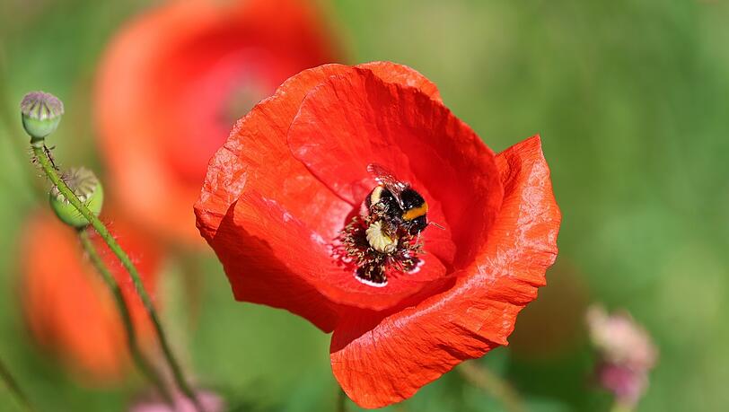 Knatschrot, dieser Klatschmohn in der Haager Straße. Knatschrot, dieser Klatschmohn in der Haager Straße.