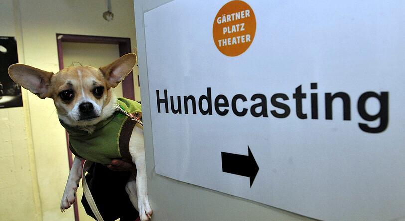 Da geht?s lang. Hund Pepi auf dem Weg zum Casting.