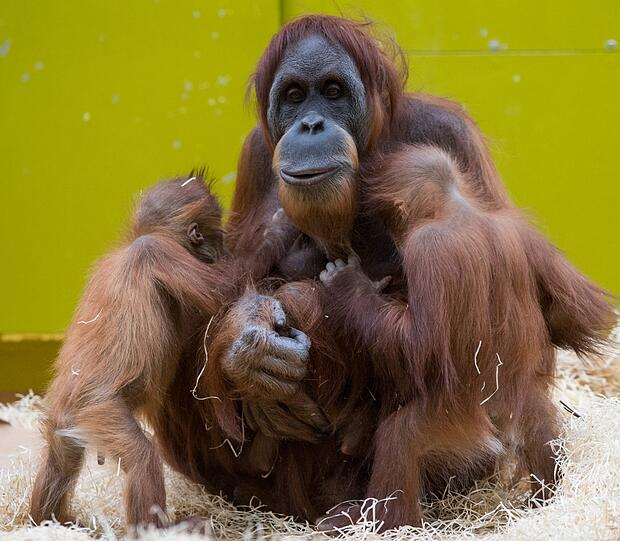 Der Tierpark Hellabrunn ist momentan im Baby-Glück.