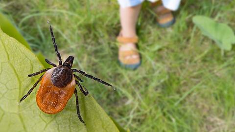 Zecken werden im Frühjahr zur Gefahr für Naturliebhaber.