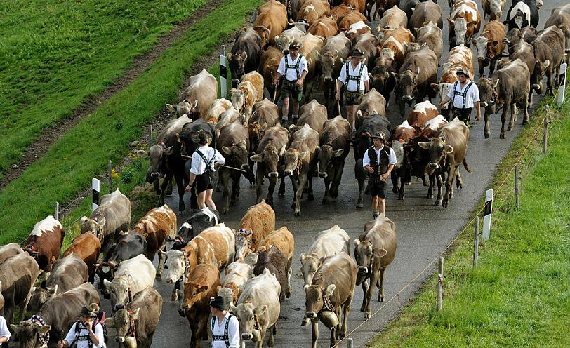 Kuehe werden waehrend des ersten Alpabtriebs des Jahres in Steibis nahe Oberstaufen von den Viehhuetern ins Tal getrieben. Nach der Sommerfrische auf den Bergweiden werden in 32 Orten zwischen Bodensee und Ammergebirge rund 30.000 Tiere im Tal zurueck erwartet.