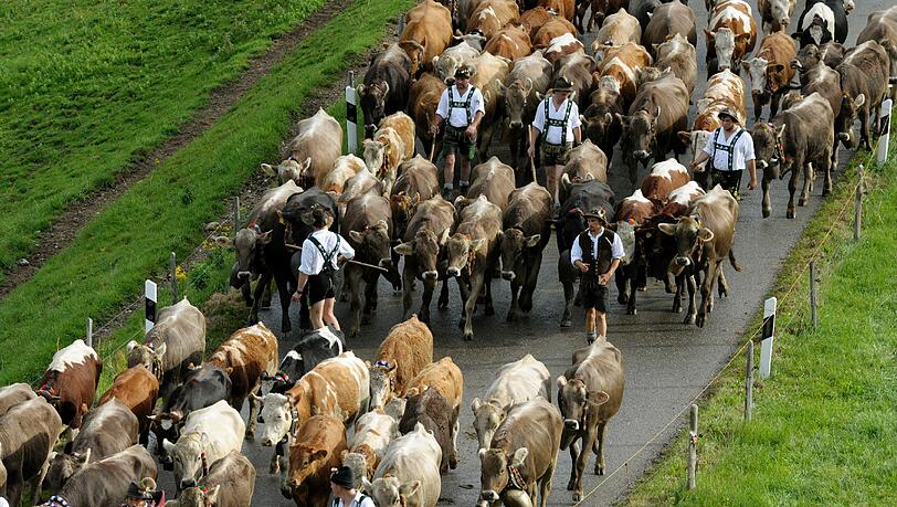 Kuehe werden waehrend des ersten Alpabtriebs des Jahres in Steibis nahe Oberstaufen von den Viehhuetern ins Tal getrieben. Nach der Sommerfrische auf den Bergweiden werden in 32 Orten zwischen Bodensee und Ammergebirge rund 30.000 Tiere im Tal zurueck erwartet. Kuehe werden waehrend des ersten Alpabtriebs des Jahres in Steibis nahe Oberstaufen von den Viehhuetern ins Tal getrieben. Nach der Sommerfrische auf den Bergweiden werden in 32 Orten zwischen Bodensee und Ammergebirge rund 30.000 Tiere im Tal zurueck erwartet.
