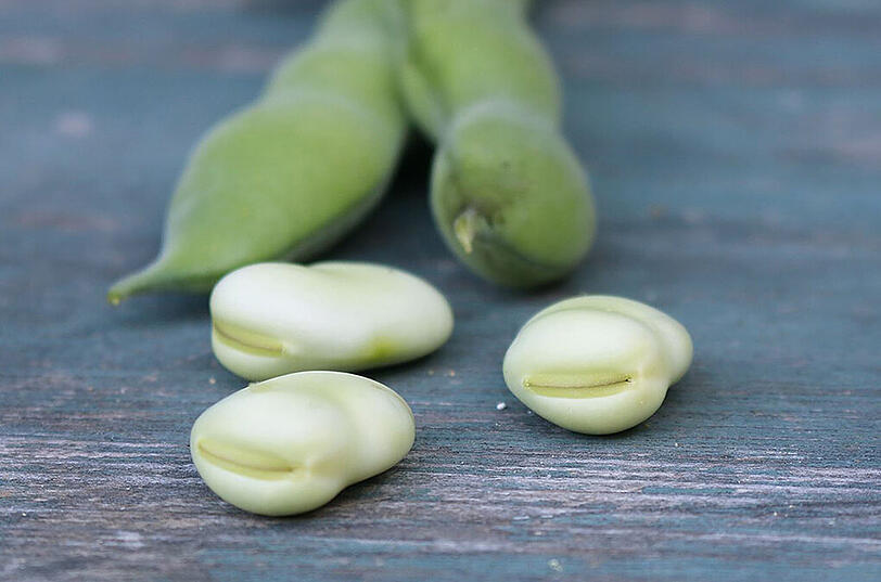 Altes Saatgut erhalten und fördern: Und schmecken tun die alten Sorten, hier eine Bohne, auch noch.