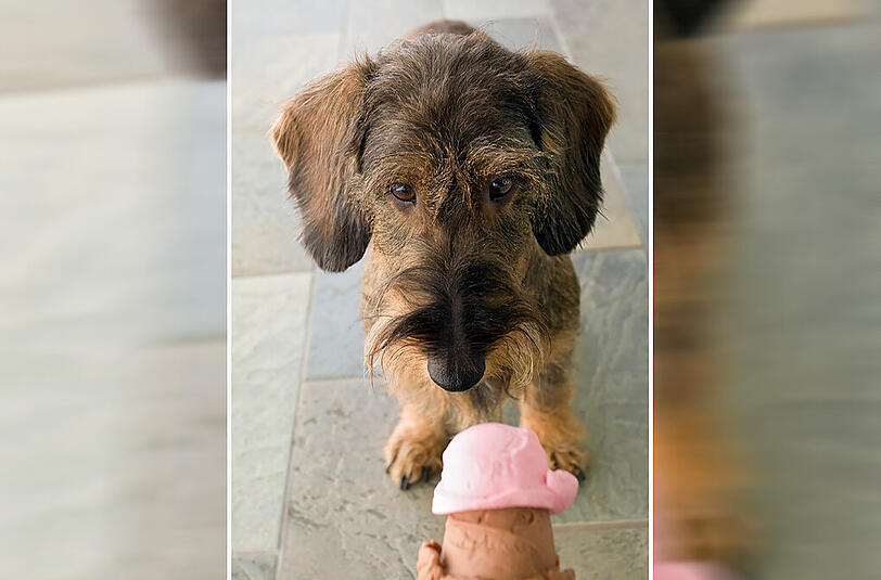 Eis für Hunde - das geht!