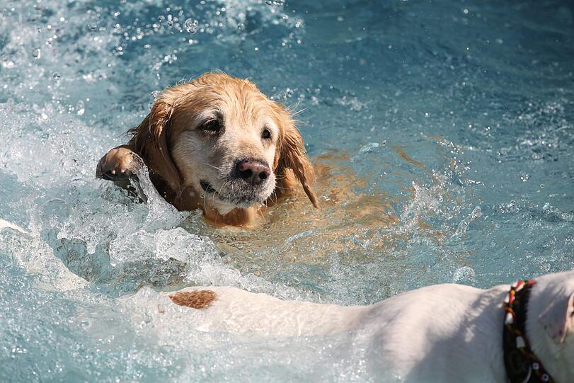 Premiere: Im Dantebad wurde heute zum ersten Mal zum Hundebadetag geladen.