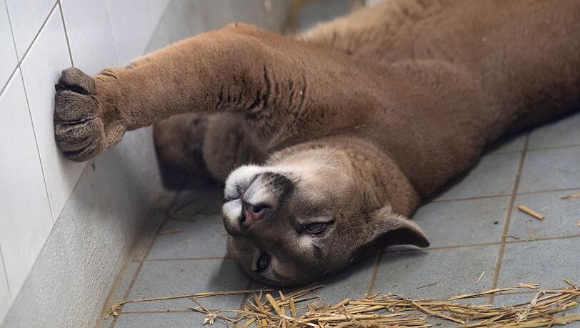 Den ausgewachsenen Puma hat die Polizei bei der Kontrolle eines Autos in der Oberpfalz entdeckt.
