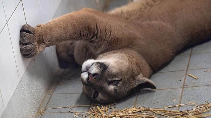 Den ausgewachsenen Puma hat die Polizei bei der Kontrolle eines Autos in der Oberpfalz entdeckt.