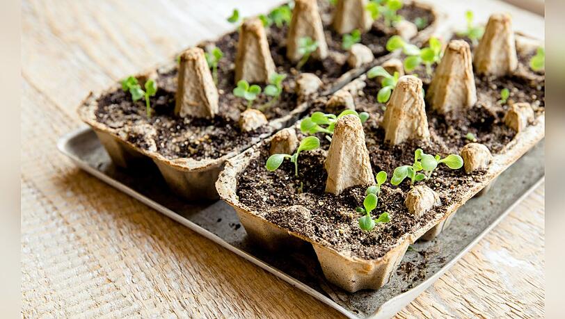 Einige Pflanzen profitieren vom Vorsäen auf der Fensterbank. Einige Pflanzen profitieren vom Vorsäen auf der Fensterbank.