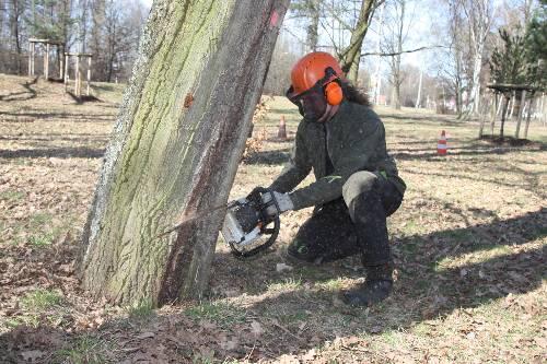 Aufgepasst beim Holzfällen! (Symbolbild)