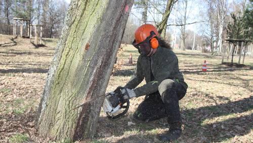 Aufgepasst beim Holzfällen! (Symbolbild) Aufgepasst beim Holzfällen! (Symbolbild)