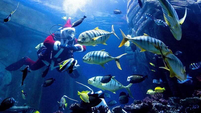 Witzige Aktion: Ein als Nikolaus verkleideter Mitarbeiter des Sea Life im Olympiapark füttert verschiedene Hai- und andere Fisch-Arten im Aquarium. Klicken Sie sich durch die Bilderstrecke.