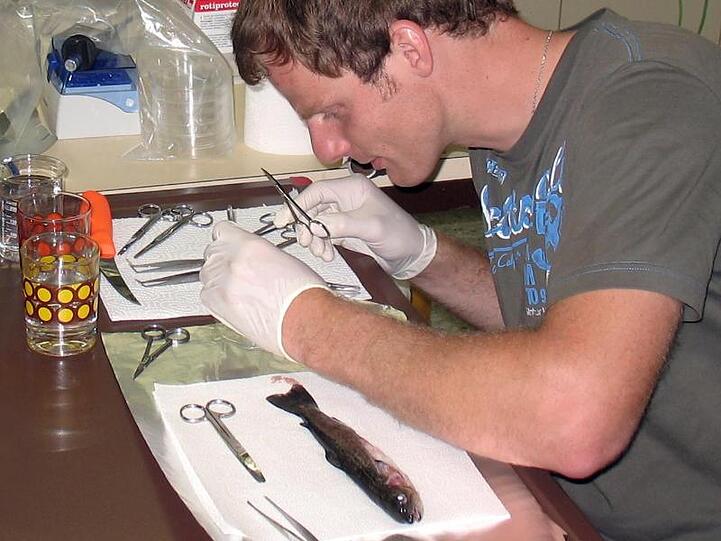 Jens-Eike Täubert untersucht im Lehrstuhl für Zoologie an der TU München eine Forelle. Foto: TUM/Archiv