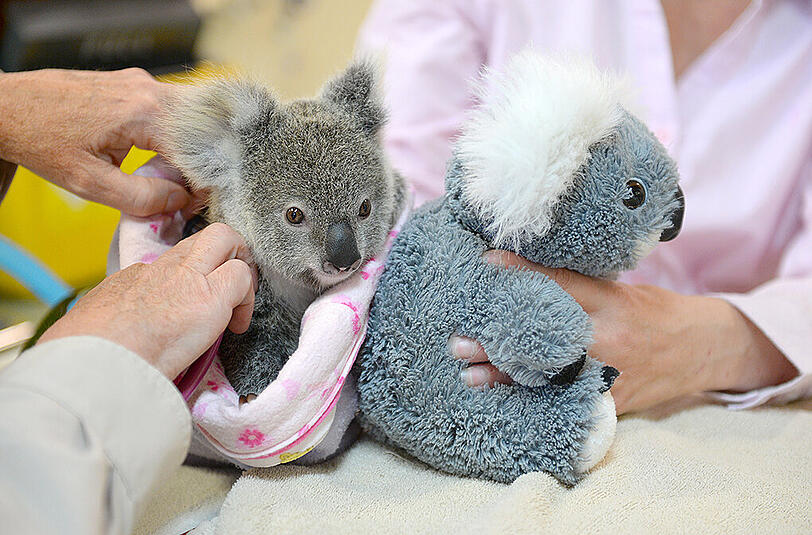 Der kleine Koala nimmt mit einem Kuscheltier vorlieb.