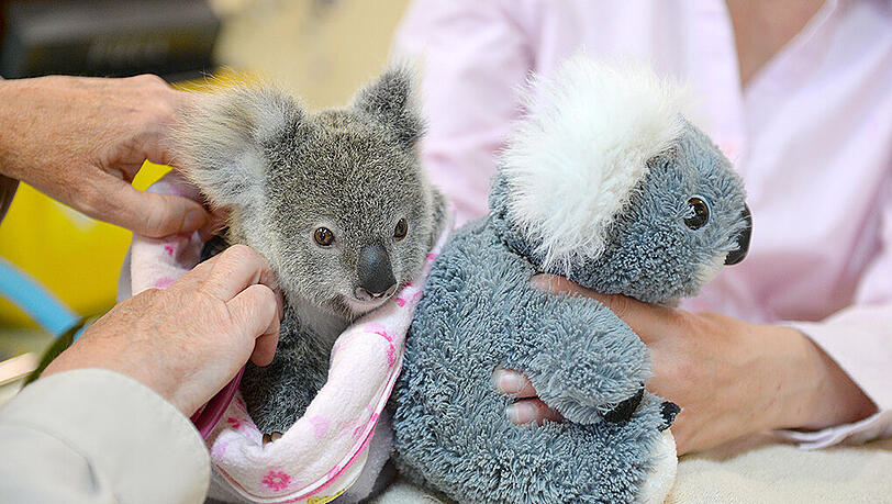 Der kleine Koala nimmt mit einem Kuscheltier vorlieb. Der kleine Koala nimmt mit einem Kuscheltier vorlieb.