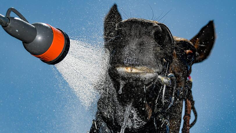 08.07.2018, Hamburg Pferdesport: Ein Pferd wir nach einem Rennen mit einem Wasserschlauch zur Erfrischung abgespritzt.
