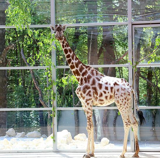 Die Giraffen inspizieren ihr neues Zuhause.