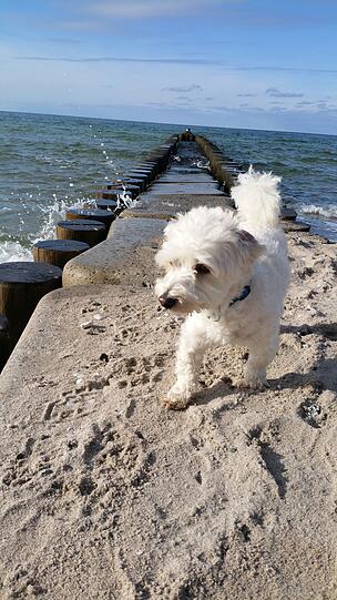 Charlie