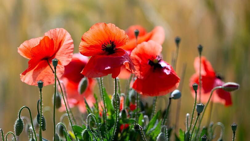 Schauer sind Wochenendausfl&uuml;glern in der Regel nicht willkommen, doch Mohn- und anderen Blumen bekommt der  Regen gut. (Symbolbild)
