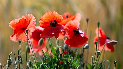 Schauer sind Wochenendausfl&uuml;glern in der Regel nicht willkommen, doch Mohn- und anderen Blumen bekommt der  Regen gut. (Symbolbild)