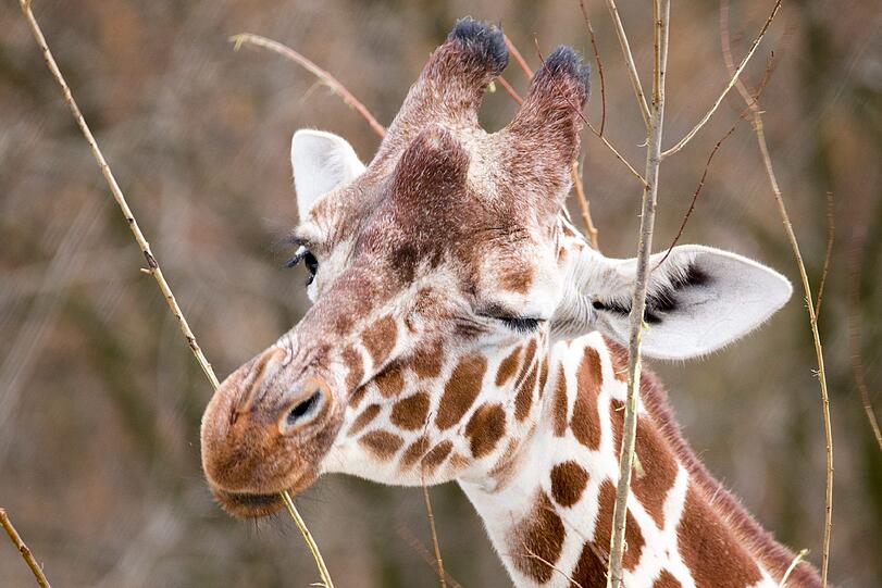 Giraffe Limber.