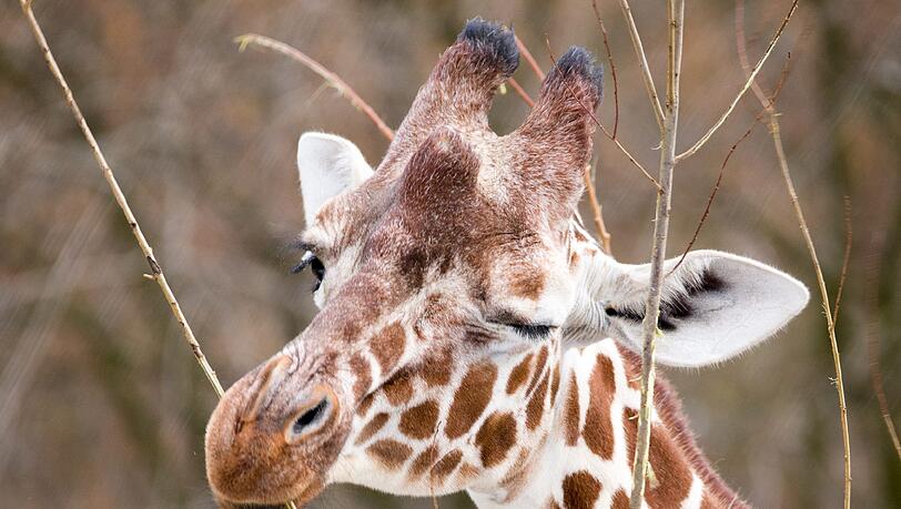 Giraffe Limber. Giraffe Limber.