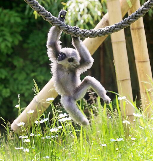 Mia ist die jüngste der fünfköpfigen Silbergibbon-Familie im Tierpark Hellabrunn.