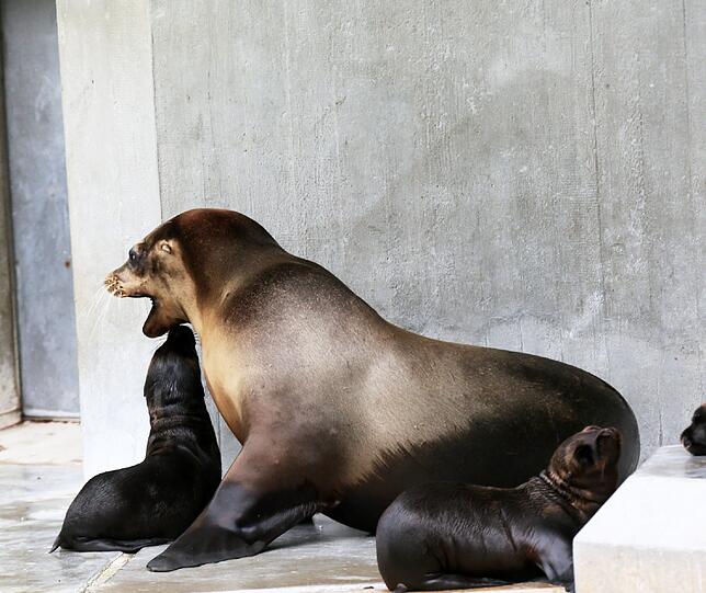 Seelöwe Molly mit den drei Kleinen.