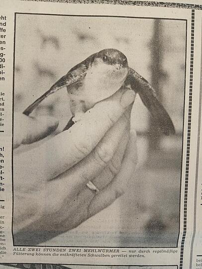 Alle zwei Stunden bekommen geschwächte Schwalben wie diese im Herbst 1974 in München Mehlwürmer. Alle zwei Stunden bekommen geschwächte Schwalben wie diese im Herbst 1974 in München Mehlwürmer.