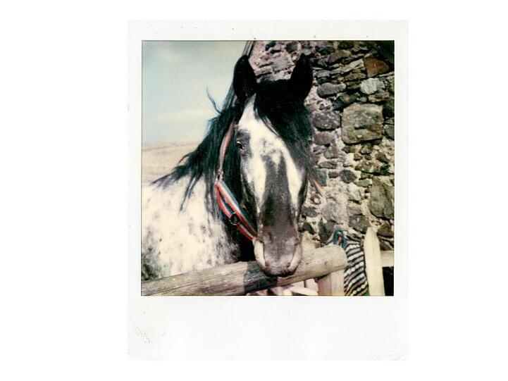 Linda McCartney hat Pferde geliebt.