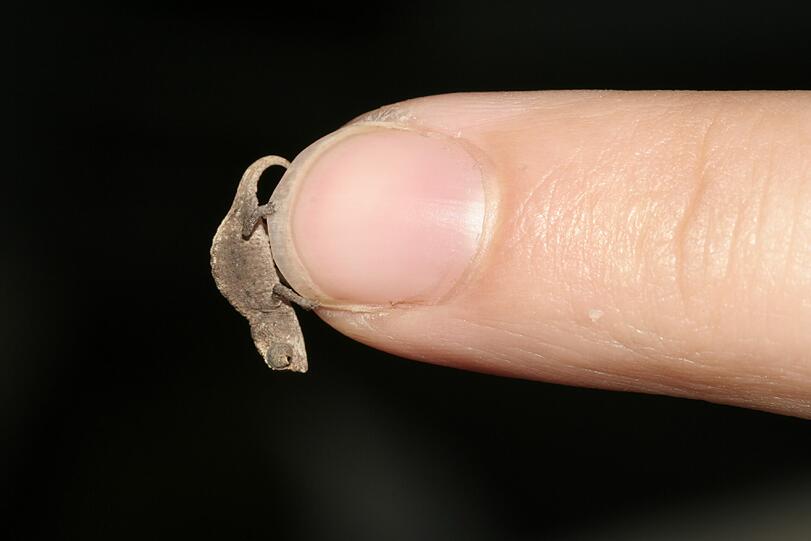 Mini-Brookesia fühlt sich wohl auf einem Fingernagel: die Miniaturausgabe eines Chamäleons.