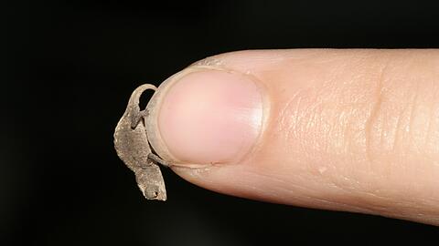 Mini-Brookesia fühlt sich wohl auf einem Fingernagel: die Miniaturausgabe eines Chamäleons.