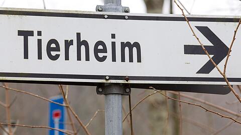 Der 43-J&auml;hrige gab an, das Tier in einem Ort in der Region gefunden zu haben. (Symbolbild)