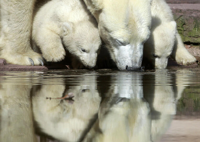 Unsere Eisbärchen Aleut und Gregor mit Mama Vera bei ihrem ersten Ausflug im Freigehege.