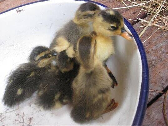 Söllners Henne hat Entenküken adoptiert. Dem Huhn scheint es egal zu sein, dass sein Nachwuchs watschelt,