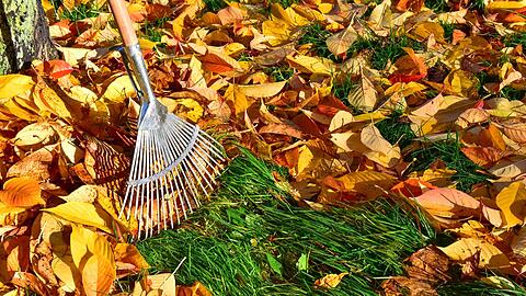 Die Temperaturen sinken, die Blätter fallen. Zeit, den Garten und Balkon auf den Winter vorzubereiten.