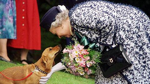Die britische Königin Elizabeth II. war vernarrt in ihre kurzbeinigen Hunde - und verwöhnte sie ausgiebig.